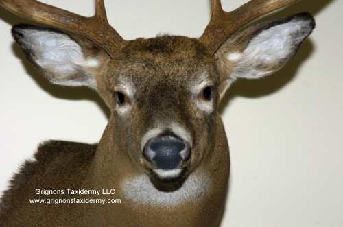 deer head mount by reimond grignon